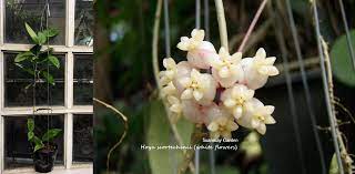 Hoya Scortechinii Iml 0755 Borneo White Flowers White Flowers Hoya Plants Flowers