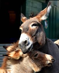 Check spelling or type a new query. Meet The Zonkey A Hybrid Of A Zebra And A Donkey