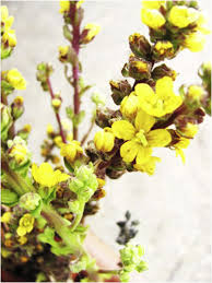 Image result for Alectra parasitica