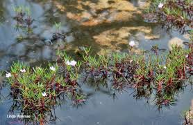 Image result for Lindernia monroi