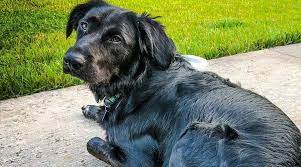 Border Collie Lab Mix Borador Rasinfo Met Foto S