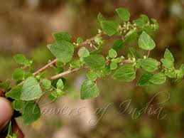 Image result for Parietaria debilis