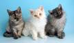 5 Things to Know About Selkirk Rex Cats - Petful