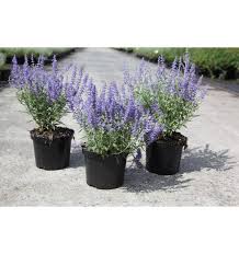 Image result for Perovskia atriplicifolia lacey blue lisslitt photo
