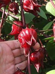 Roselle Tea Hibiscus Plant Hibiscus Sabdariffa Urban Perennials Hibiscus Plant Dried Hibiscus Flowers Roselle Plant