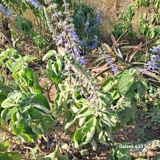 Image result for Coleus barbatus