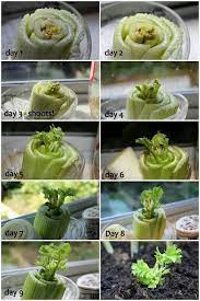 Celery Regrow Vegetables Growing Celery Regrow Celery