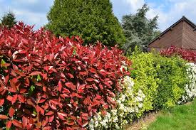 Beim garten sichtschutz bieten wir ihnen einen günstigen preis, kauf auf rechnung, 14 tage technische daten garten sichtschutz bremen rankgitter. Tomgarten Tipp Bluhender Sichtschutz Oder Immergrun Die Hecke Planen