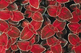 Image result for Coleus welwitschii