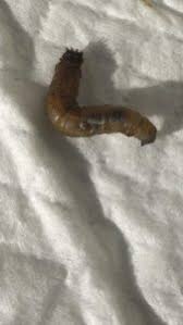 What Is Worm Found In Puppy S Poop All About Worms