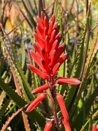 Image result for Aloe veseyi