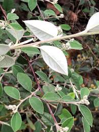 Image result for Cotoneaster pannosus
