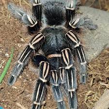 Image result for Strephonema