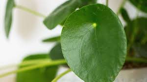 Sie braucht wenig pflege & produziert laufend junge ufopflanzen. Pilea Ufopflanze Pflegen So Wachst Die Hubsche Zimmerpflanze Schnell Wohnen