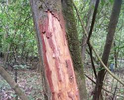 Image result for Maytenus chasei