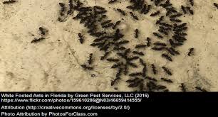 Alibaba.com offers 1,333 ant gel pest products. Best Ant Bait For White Footed Ants 2019 Wfa Treatment Guide Pest Control Everything