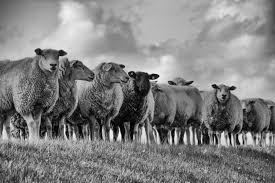 Education helps us to make better choices. We Make The World A Better Place Foto Bild Natur Tiere Schafe Bilder Auf Fotocommunity