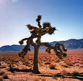 Your donation is tax deductible to the extent allowed by law. The Joshua Tree Wikipedia