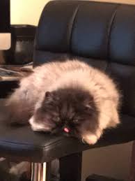 What human food can cats eat, and what not to feed cats. Flatten Your Cat For Easy Storage Bacon Bits Album On Imgur