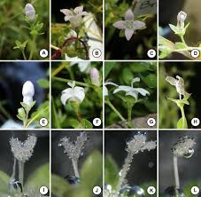 Image result for Oldenlandia cana