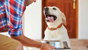 Valora la importancia de la base. Casas De Acogida Para Perros Hogarmania