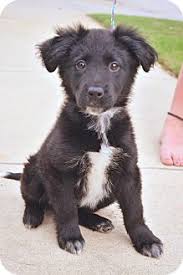 Black And White Collie Mix Dfw Tx Border Collie Blue Heeler Mix Meet Godiva A Puppy For Adoption Http Www Adoptapet Com Pet 12756582 Dfw Cocker Dog Heeler Puppies Puppy Adoption