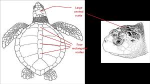 Some widely separated populations appear highly similar in color and pattern, whereas other populations that occupy the same ocean basin show marked differences (pritchard and trebbau 1984). Turtle Id
