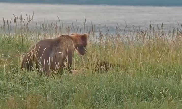 Mother brown bear kills cub on Katmai Bear Cam | Popular Science