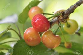 Our larger varieties can fruit as soon as the first summer in your yard. Large Cherry In The North Is Deciduous Fruit Tree Trunk China Cherry Fruit Mature After The