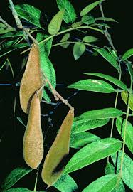 Image result for Millettia makondensis