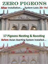 However, for significant infestations that pose health or safety risks to your family, professional pest control services are typically the safest route. Bird Control Services Company Nationwide 1 Commercial Pigeon System Spring Tension Electric Barrier