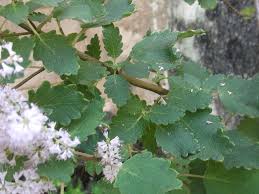 Image result for Tetradenia