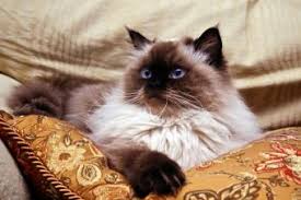 We have handsome extreme face flame lynx point color himalayan kitten male with big blue eyes,a nice round head ,nice ear set,thick. Understanding Himalayan Cat Colors Lovetoknow