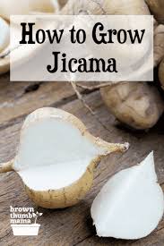 So last week while shopping at my local grocer i picked up a jicama to try. How To Grow Jicama Brown Thumb Mama