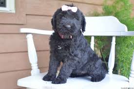We breed top of the line black russian terriers. Lexy Giant Schnauzer Puppy For Sale In Ohio