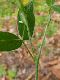 Image result for Zornia