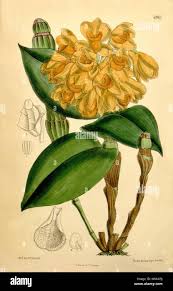 Image result for Limeum sulcatum