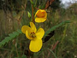 Image result for Chamaecrista paralias