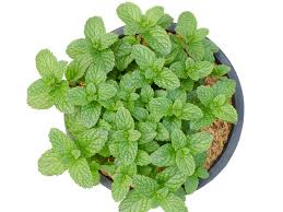 Learn more about peppermint uses, benefits, side effects, interactions, safety concerns, and effectiveness. Indoor Peppermint Plant Care How To Grow Peppermint Inside