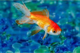How Often Do You Feed Goldfish Fish Informer
