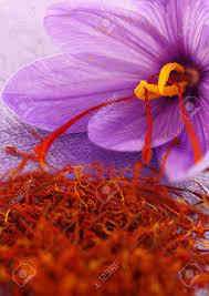 Dried Saffron Spice And Saffron Flower Saffron Flower Saffron Spice Saffron Plant