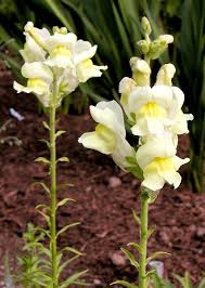 Beim kauf der samen achten sie auf den zustand der tütchen. Lowenmaulchen Antirrhinum Majus Pflege Vermehrung Majas Pflanzenwelt