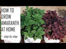 Maybe you would like to learn more about one of these? How To Grow Amaranth Greens At Home How To Grow Leafy Vegetables Home Gardening In Tamil Nadu Youtube
