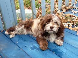 Chocolate Merle Cockapoo Google Search