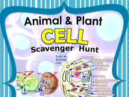 Plants and animal cells share many similarities because they are both eukaryotic cells. Cell Scavenger Hunt Animal Plant Cell An Activity Teaching Resources