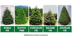 Both tree species are strong, straight trees that provide quality fence posts. Need Help Picking The Right Christmas Tree Read This Wnem Com