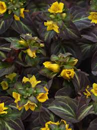 Image result for Lysimachia brevipes