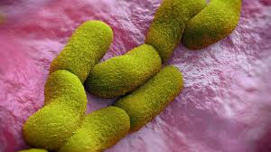 Image result for Pycreus nigricans