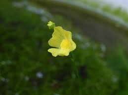 Image result for Utricularia gibba