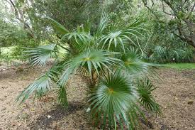 Image result for Coccothrinax